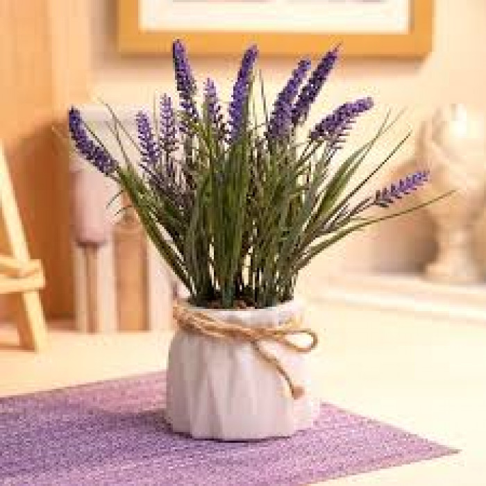 Лаванда в Саптаеве