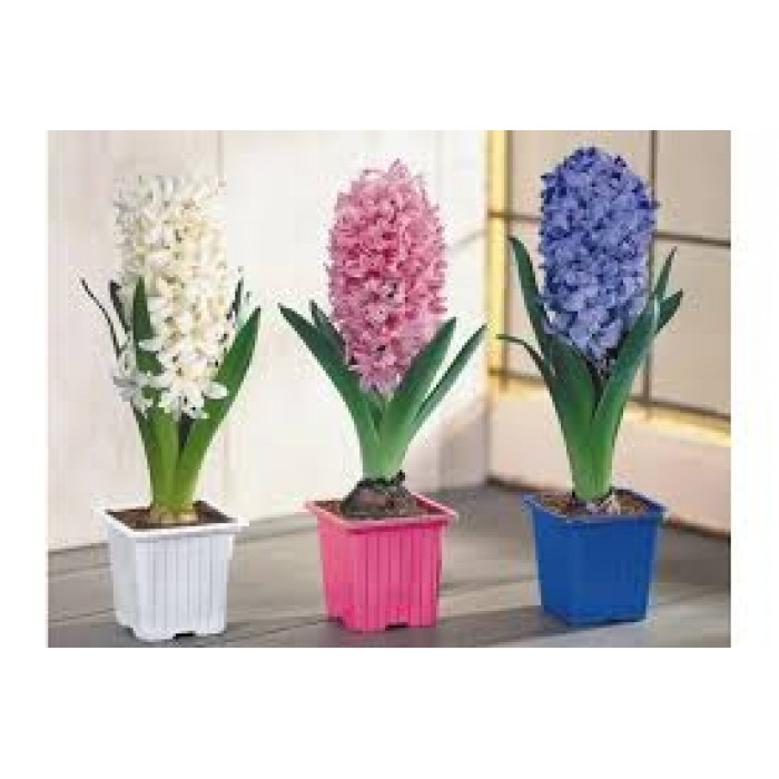 Гиацинты в Саптаеве