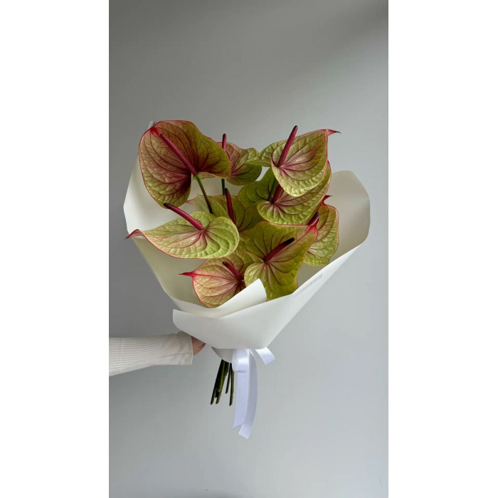 Антуриумы в Саптаеве