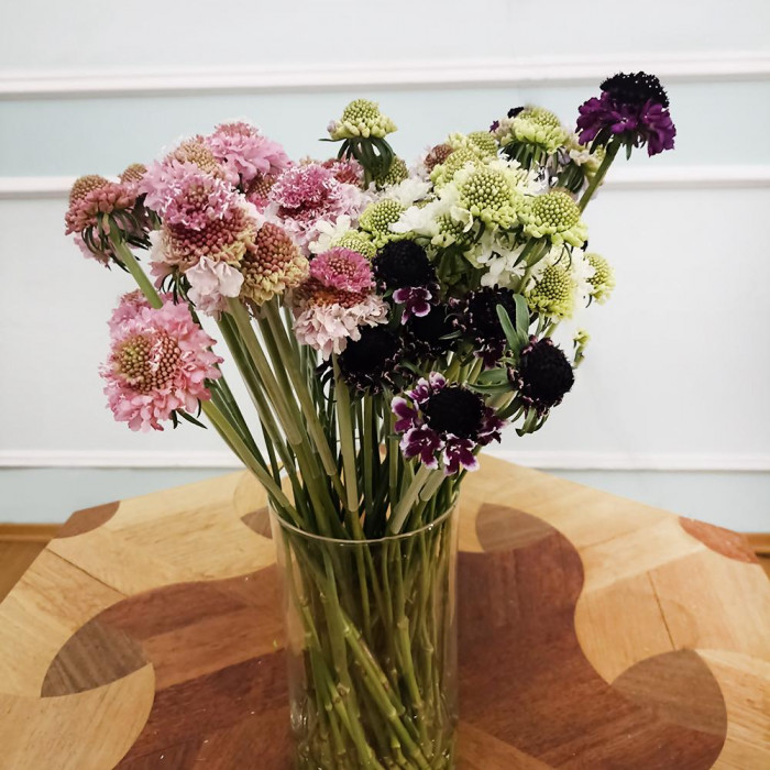 Скобиоза в Саптаеве