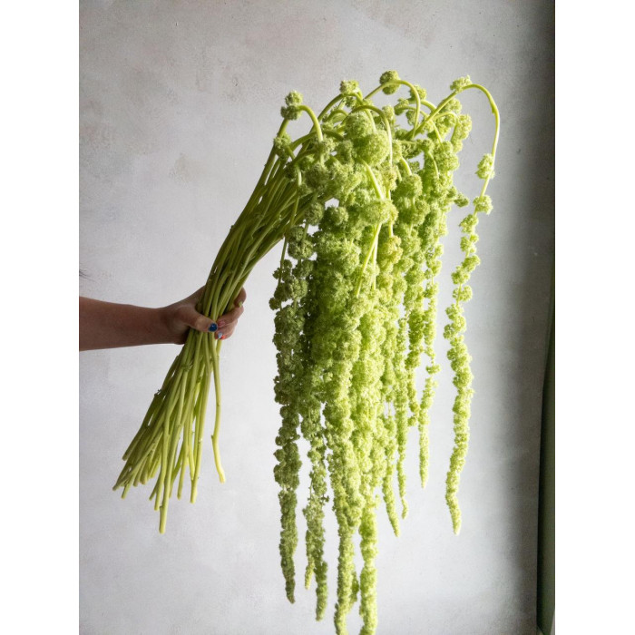 Амарантус в Саптаеве