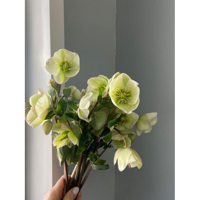 Хелеборус в Саптаеве