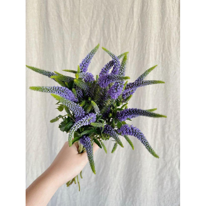 Вероника в Саптаеве