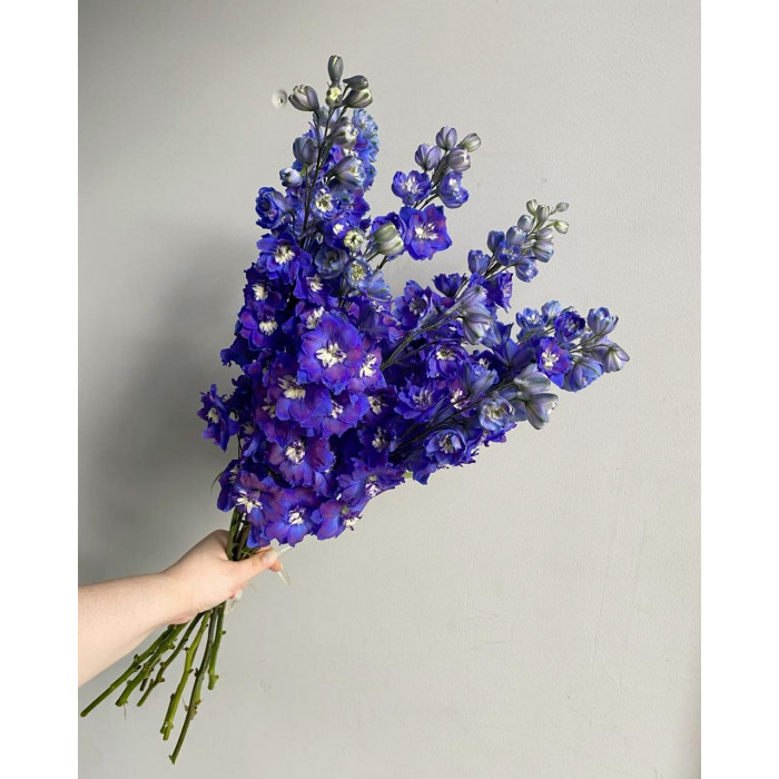 Делфиниум в Саптаеве