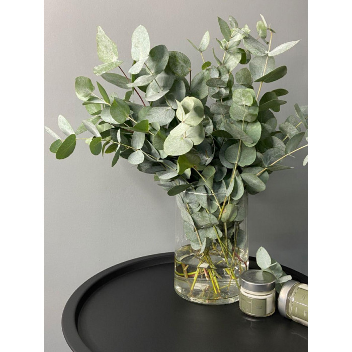 Эвкалипт в Саптаеве