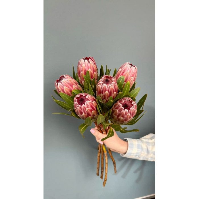 Протея в Саптаеве