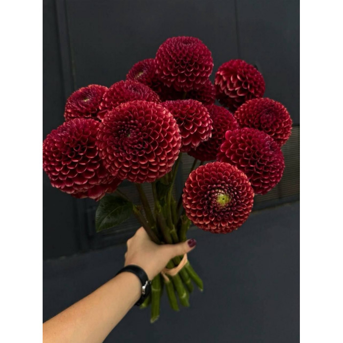 Георгины в Саптаеве