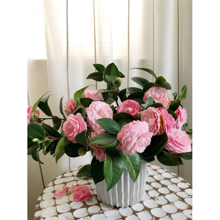 Камелия в Саптаеве