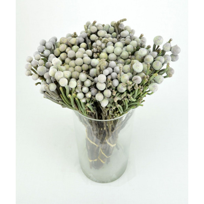 Бруния в Саптаеве