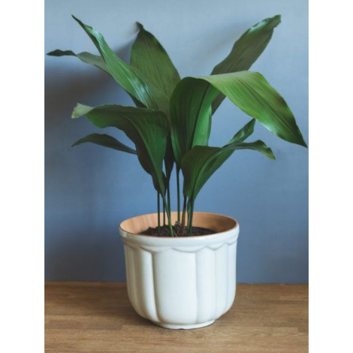 Аспидистра в Саптаеве