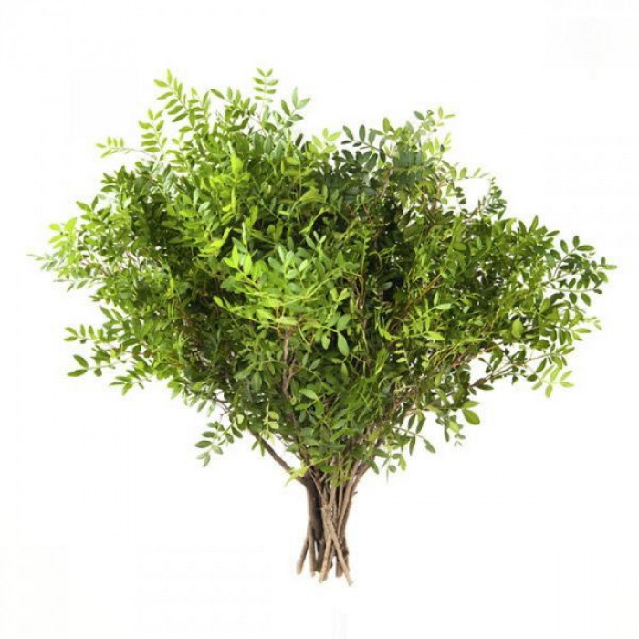 Писташ в Саптаеве