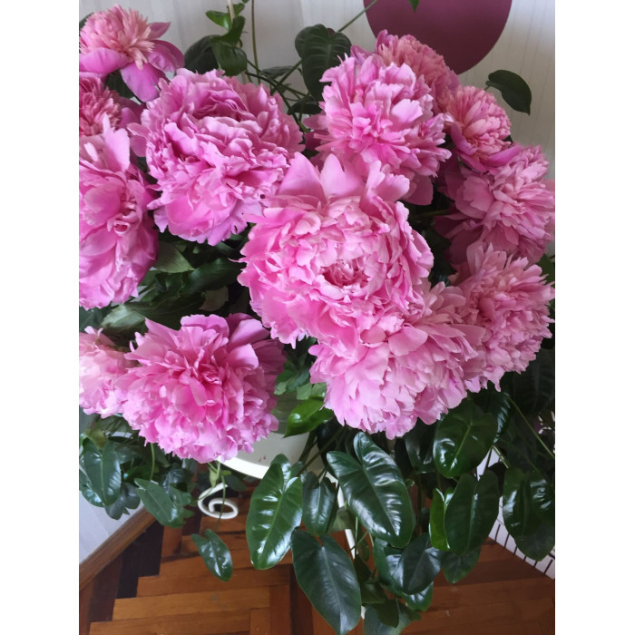 Пион древовидный в Саптаеве