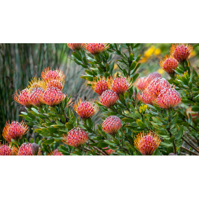 Леукоспермум в Саптаеве