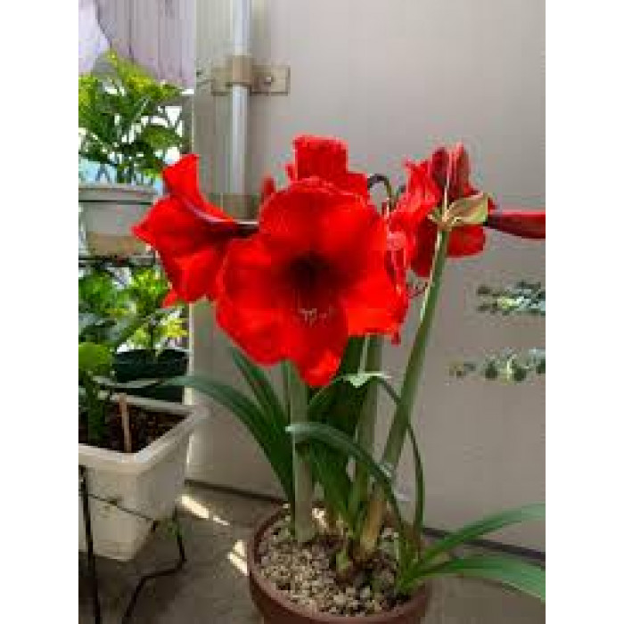 Амариллис в Саптаеве