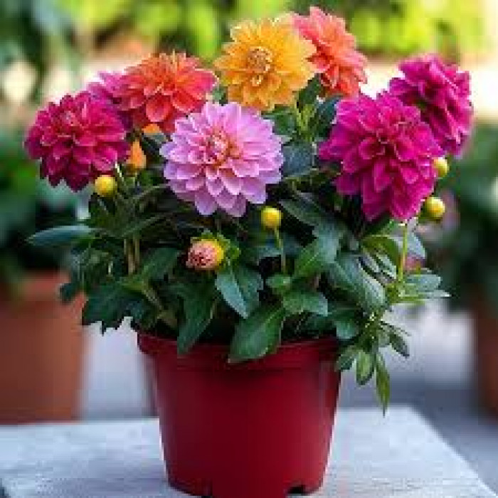 Георгины в Саптаеве