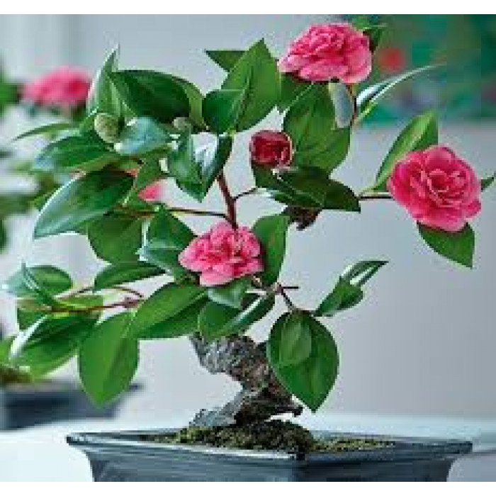 Камелия в Саптаеве