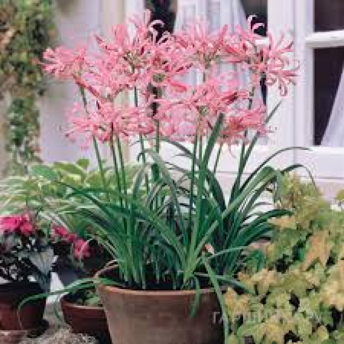 Нерине в Саптаеве