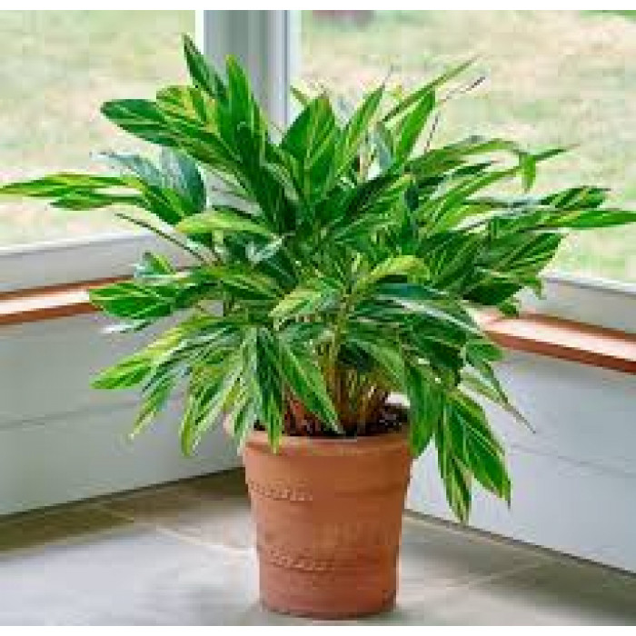 Альпиния в Саптаеве