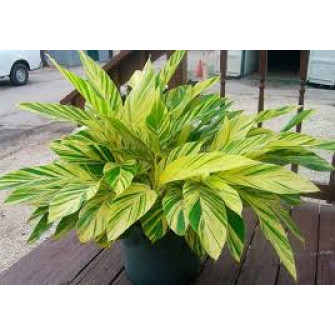 Альпиния в горшке