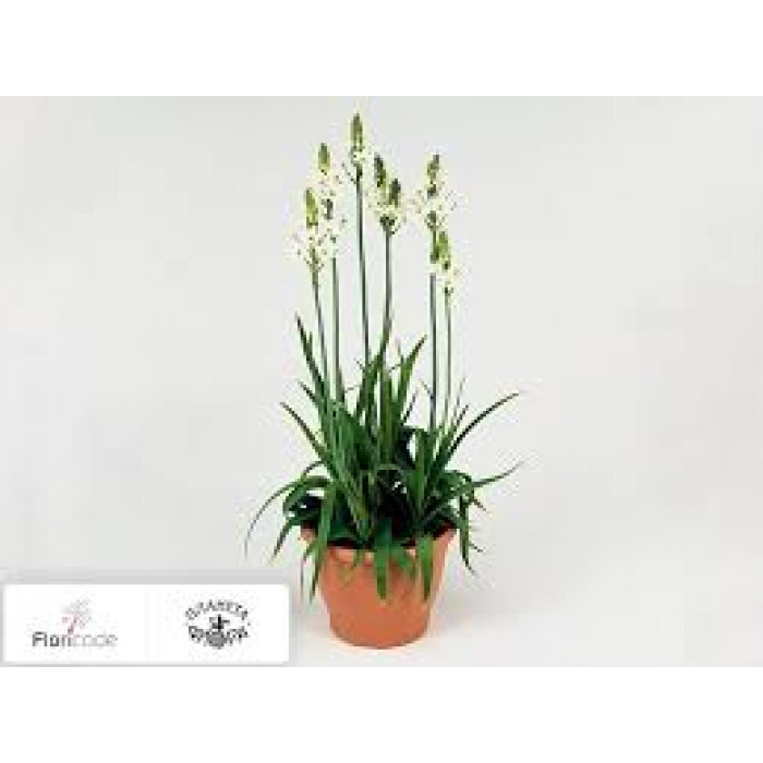 Орнитогалум в Саптаеве