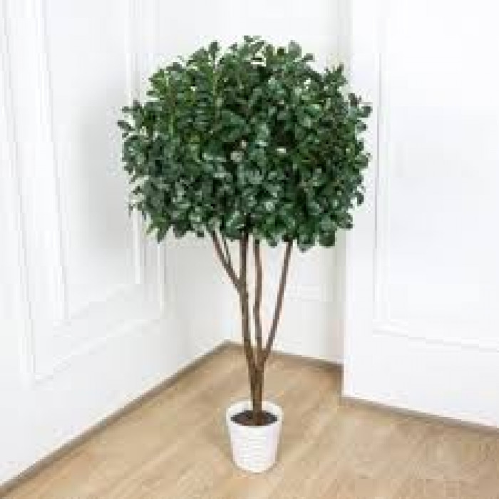 Рускус в Саптаеве